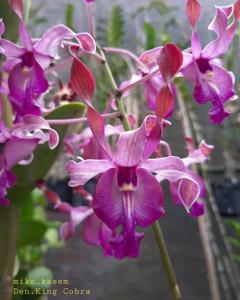 Dendrobium King Cobra