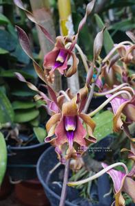 Dendrobium Volunteers Indo