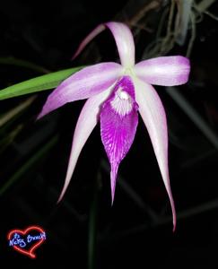 Brassocattleya Amethyst