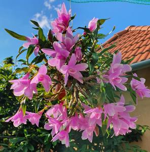 Dendrobium Flower Baby