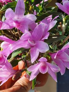 Dendrobium Flower Baby