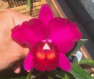 Rhyncholaeliocattleya Jersey Summer