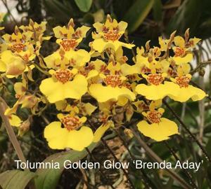 Tolumnia Golden Glow