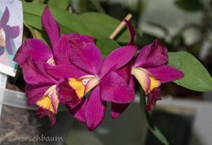 Laeliocattleya Hsin Buu Lady-sincorana