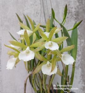 Brassocattleya Ploenpit Star