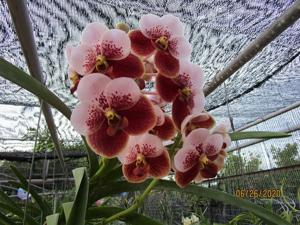 <i>Vanda</i> Sara Duterte Carpio