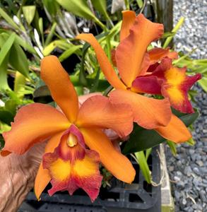 Rhyncattleanthe Jennifer Bolt