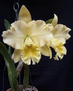 Rhyncholaeliocattleya Delta King