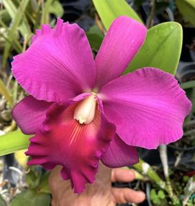 Rhyncholaeliocattleya Memoria Don Moncsko