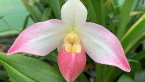 Phragmipedium Grouville