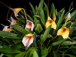 Masdevallia Teipels Vanilleeis