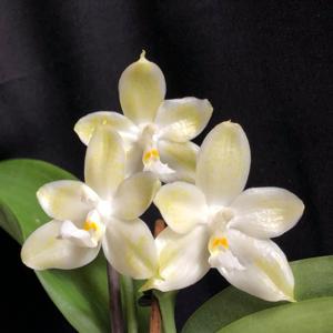 Phalaenopsis Joy Green Coral-Yin's Green Jewel