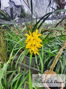 Cymbidium Golden Vanguard