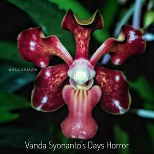 Vanda Syonanto's Days Horror