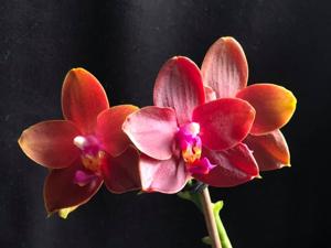 Phalaenopsis Zheng Min Parakeet