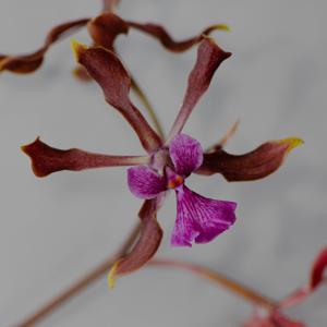 Encyclia Torridonian Sandstone