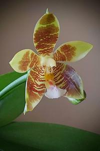 Phalaenopsis Tetrasambo-Almanis