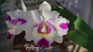 Rhyncholaeliocattleya Nobile's Flash