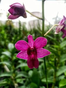 Dendrobium Dalvey