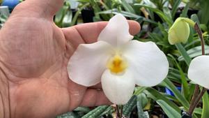 Paphiopedilum Armeni White