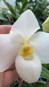 Paphiopedilum Armeni White