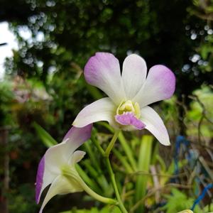 Dendrobium Aridang Blue