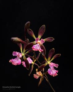 Encyclia Orchid Jungle