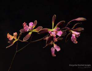 Encyclia Orchid Jungle