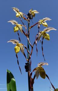 Paphiopedilum Temptation