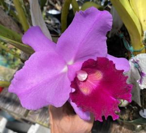 Cattleya Marcia Foster