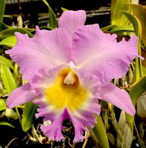 Rhyncholaeliocattleya Mount Hood