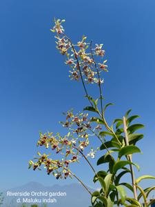 Dendrobium Maluku Indah