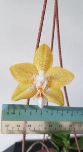 Phalaenopsis Deventeriana