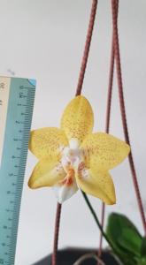 Phalaenopsis Deventeriana