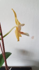 Phalaenopsis Deventeriana