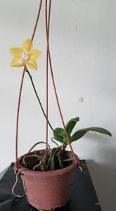 Phalaenopsis Deventeriana