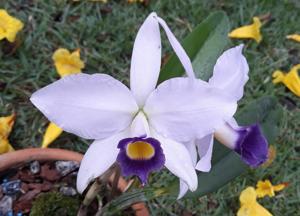 Cattleya ericoi