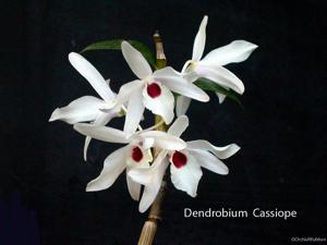 Dendrobium Cassiope