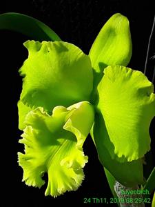 Rhyncholaeliocattleya Sung Ya Green