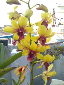 Dendrobium Suriya Gold