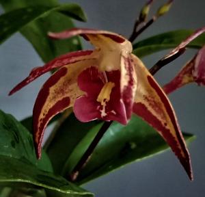 Dendrobium Australian Black and Green