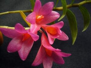 Dendrobium Hsinying Glomo