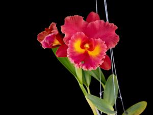 Rhyncholaeliocattleya Siam Red