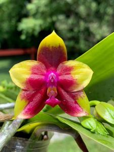 Phalaenopsis Mituo Princess