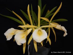 Procatavola Key Lime Stars