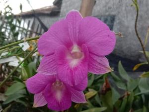 Dendrobium Junrejo Beauty