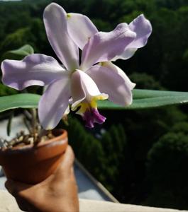 Cattleya Rhythm and Blues