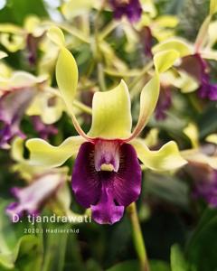 Dendrobium Tjandrawati