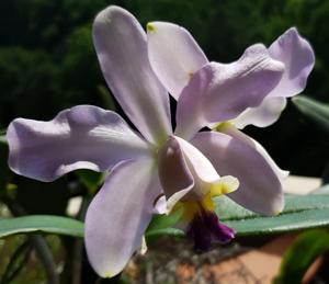 Cattleya Rhythm and Blues