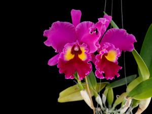 Rhyncholaeliocattleya Sweet Anniversary